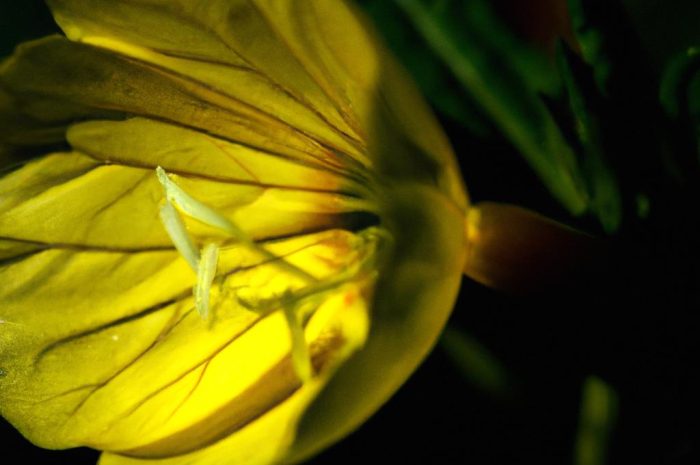 Wieczornik damski – popularny kwiat ozdobny