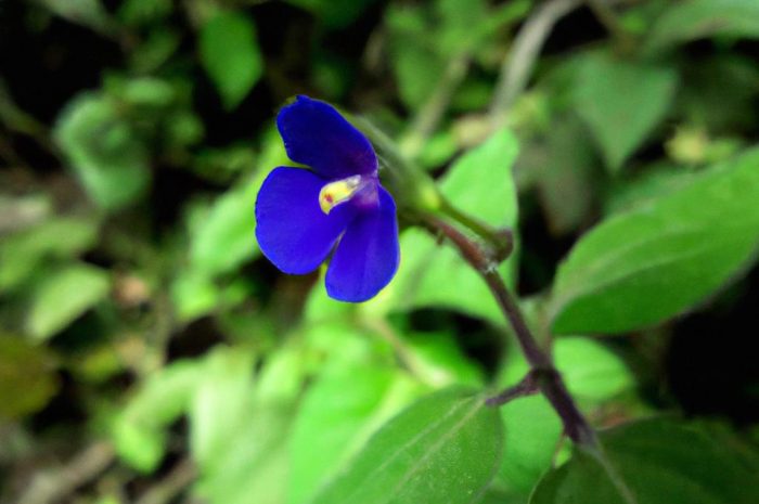 Wielosił błękitny – jak uprawiać tę rzadką roślinę w swoim ogrodzie?