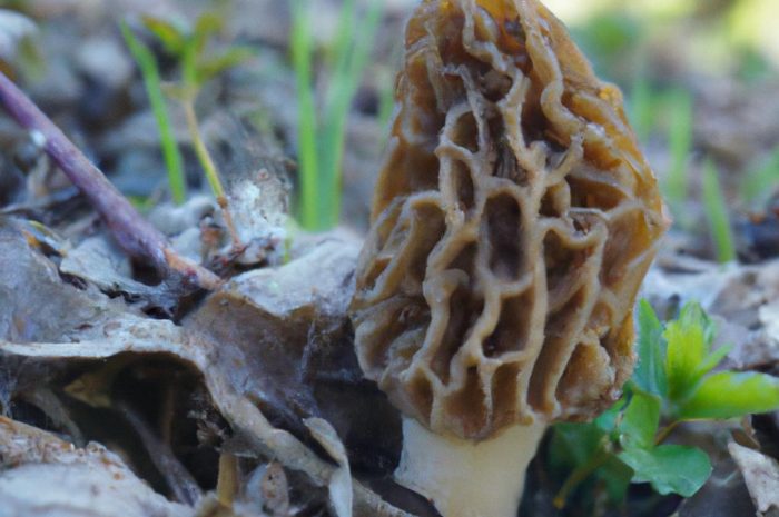 Wieruszka zatokowata – zatrujesz się tym grzybem z lasu