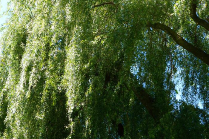 Wierzba (Salix) i jej odmiany. Poznaj wymagania i szczegóły uprawy tej rośliny znanej w polskim krajobrazie