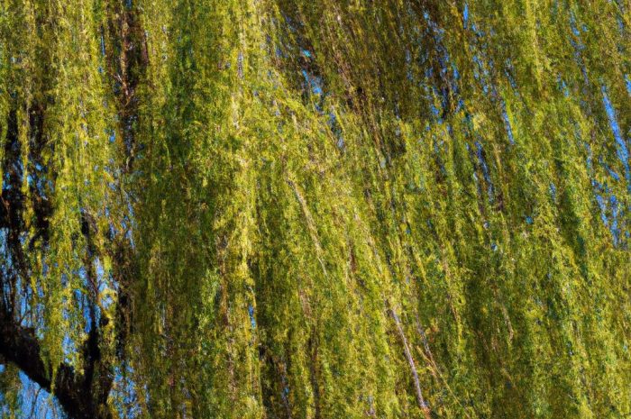 Wierzba babilońska – charakterystyka, pielęgnacja i uprawa. Jak dbać o Salix babylonica, aby z sadzonki wyrosło piękne drzewo?