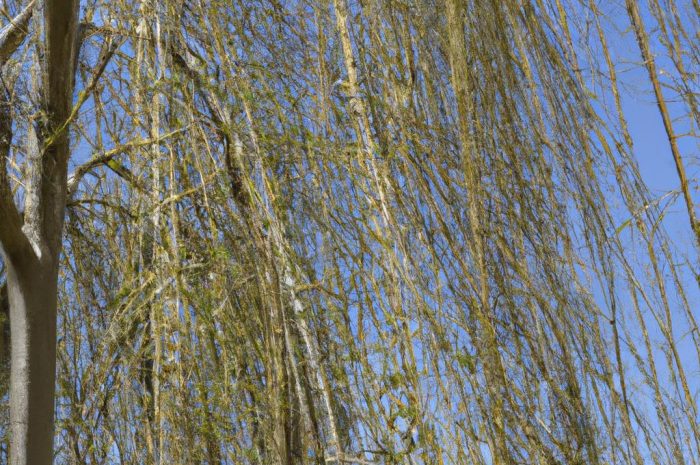 Wierzba biała – gdzie najczęściej można ją spotkać? Zasady pielęgnacji, popularne gatunki i odmiany