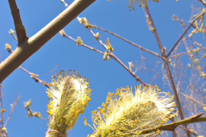 Wierzba iwa – roślina, która zwiastuje wiosnę