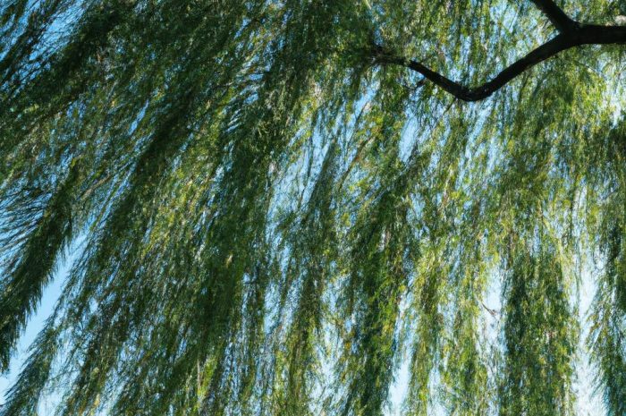 Wierzba japońska – przycinanie po zimie. Kiedy i w jaki sposób to zrobić?