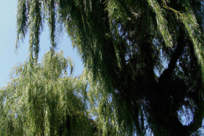 Wierzba mandżurska w ogrodzie – na czym polega uprawa i pielęgnacja tej rośliny? Sprawdź, co warto o niej wiedzieć!