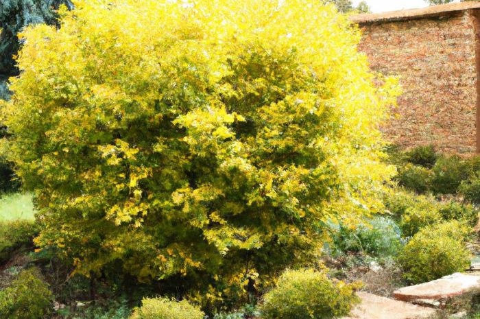 Wierzba ozdobna – charakterystyka, uprawa i przycinanie krzewów ogrodowych. Które sadzonki sprawdzą się w ogrodzie?