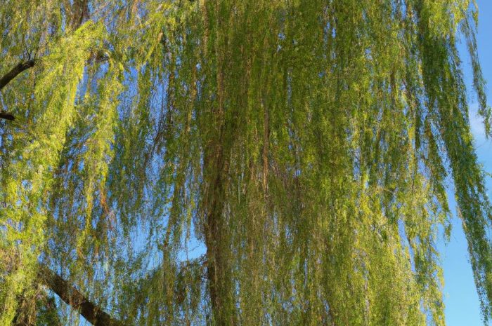 Wierzba płacząca w ogrodzie – uprawa i pielęgnacja. Sprawdź, co musisz wiedzieć o tym pięknym drzewie liściastym!