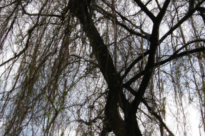 Wierzba szara w ogrodzie – sadzenie, pielęgnacja i porady w uprawie