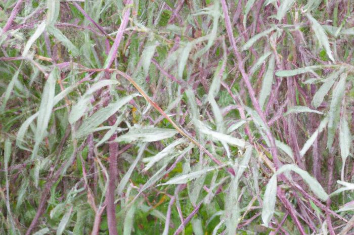 Wierzba wawrzynkowa – jak uprawiać Salix daphnoides Vill?