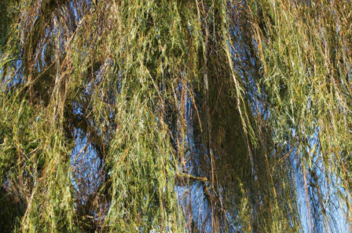 Wierzba wiciowa – jak uprawiać wierzbę energetyczną w swoim ogrodzie?