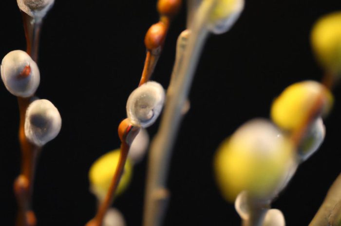 Wierzba „Hakuro” – odmiana wierzby całolistnej zwanej japońską. Poznaj ją bliżej!