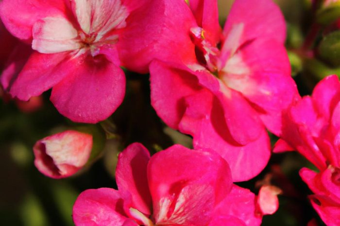 Wierzbówka kiprzyca – pożyteczna roślina ozdobna. Jak uprawiać ją w przydomowym ogrodzie?