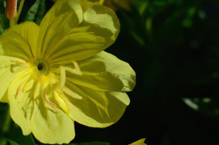 Wiesiołek dwuletni – uprawa, pielęgnacja i rozmnażanie