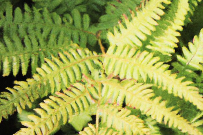 Wietlica japońska (Athyrium nipponicum) – którą odmianę wybrać? Red Beauty, Silver Falls czy Metallicum?