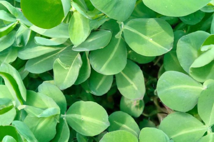 Wilczomlecz groszkowy – uprawa, pielęgnacja, zastosowanie i rozmnażanie