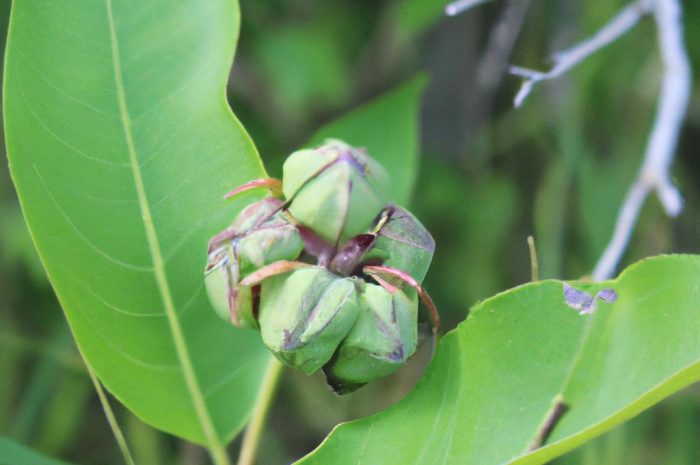 Wilczomlecz mleczny – roślina o intrygującym kształcie
