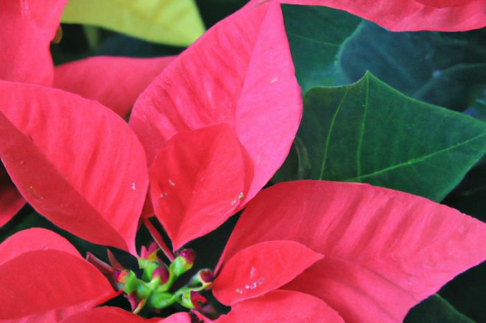 Wilczomlecz nadobny, zwany inaczej „gwiazdą betlejemską” – skąd się wzięła ta roślina?