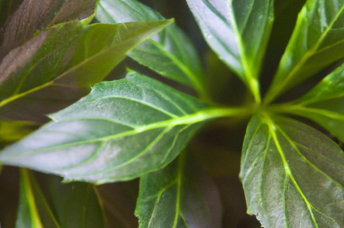 Wilczomlecz – popularna roślina, którą uprawia się w domu i w ogrodzie