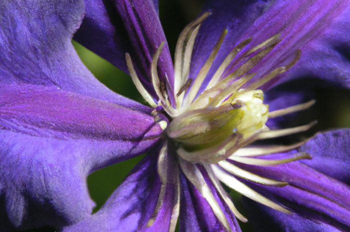 Wilec – popularne odmiany i charakterystyka pnącza