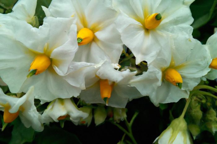 Wilec ziemniaczany – poznaj sposób uprawy ozdobnego pnącza