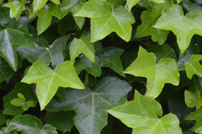 Winobluszcz trójklapowy, pięciolistkowy czy zaroślowy? Którą odmianę dzikiego wina wybrać?