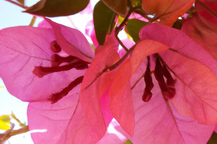 Wiosenny kwiat – szafirek. Uprawa i kwitnienie