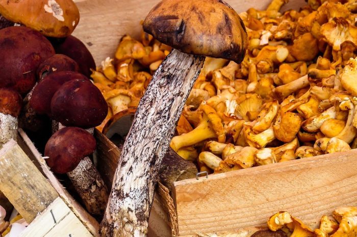 Właściwości gałęziaka żółtego – popularnego jadalnego grzyba