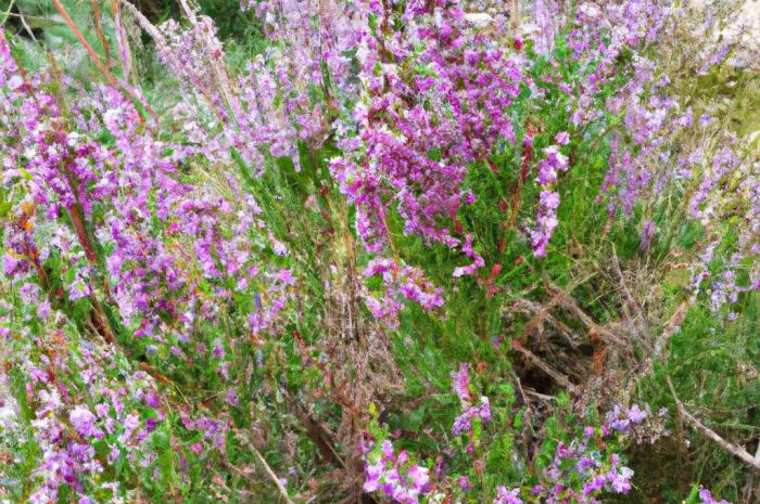 Wrzosiec (Erica) – czym się różni od wrzosu? Uprawa krzewinek kwasolubnych