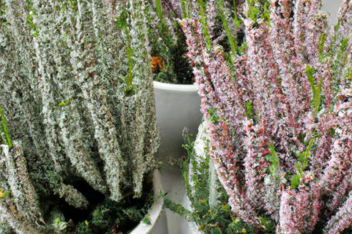 Wrzosy w domu – jak uprawiać je w doniczce?