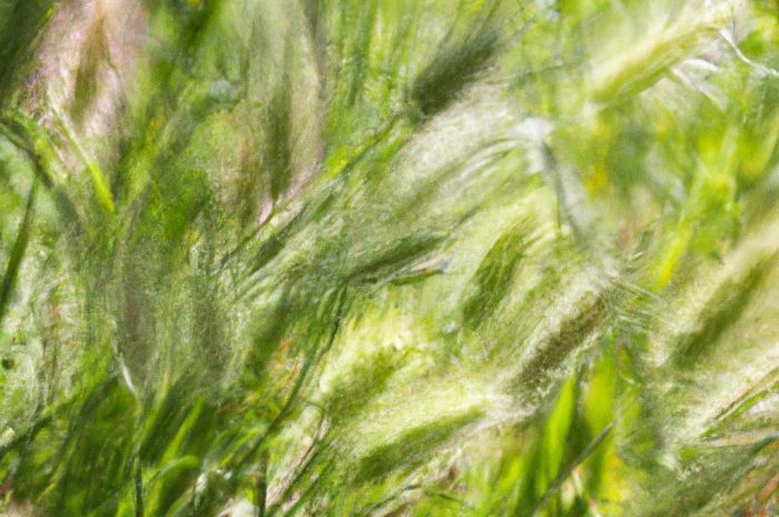 Wyczyniec łąkowy – uprawa i wymagania pielęgnacyjne