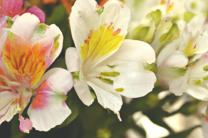 Wytrzymałe kwiaty na balkon to rośliny odporne na suszę. Zobacz, które z nich można posadzić w doniczce