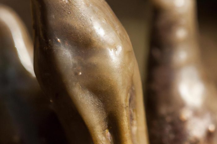 Xylaria polymorpha, czyli próchnilec maczugowaty – poznaj ciekawostki na jego temat