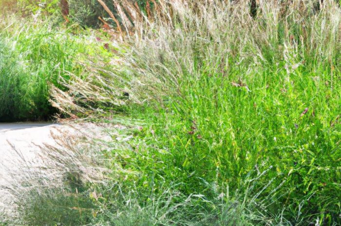 Z czym łączyć trawy ozdobne do ogrodu? Podpowiadamy, inspirujemy!