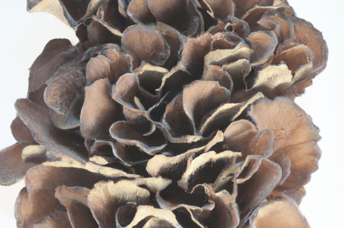 Żagwica listkowata (Grifola frondosa) – opis polskiego gatunku grzyba