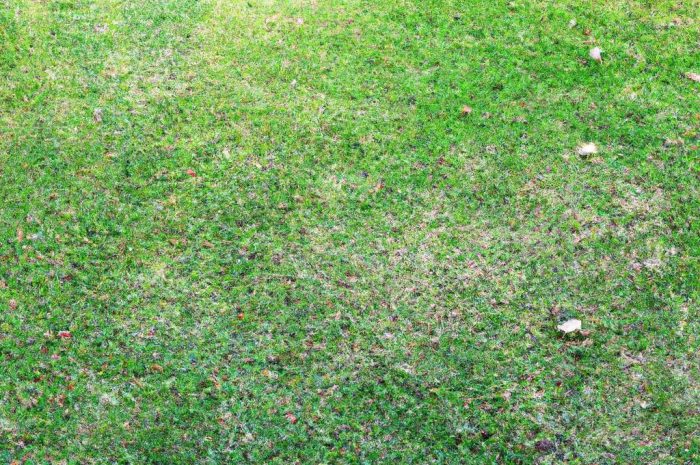 Zakładamy trawnik, którego nie trzeba nawozić