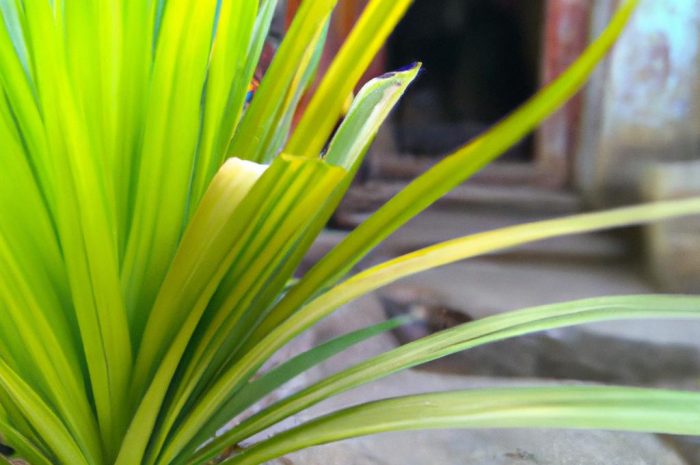 Zamiokulkas zamiolistny – dowiedz się, dlaczego jest nazywany żelazną rośliną!