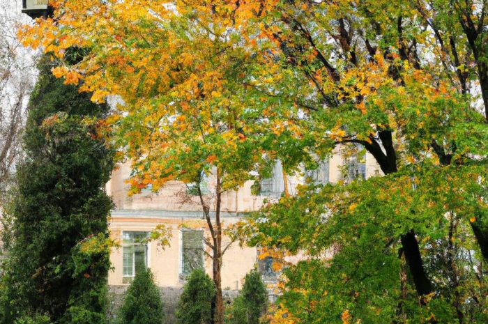 Zaprojektuj swój jesienny ogród – najpiękniejsze kwiaty kwitnące w październiku