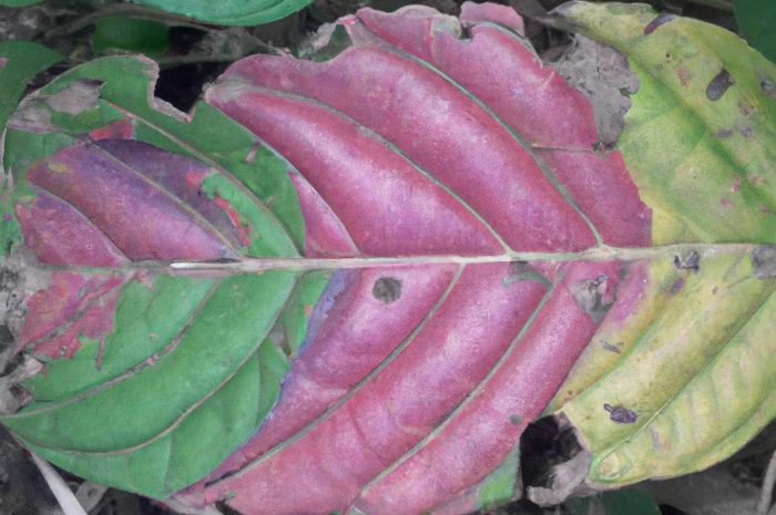 Zaraza ogniowa — jak ją rozpoznać i leczyć?