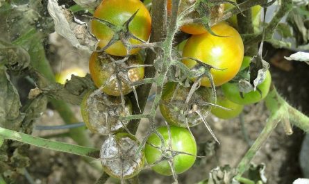 Zaraza ziemniaczana na pomidorach – jak ją rozpoznać, zwalczać i zapobiegać?