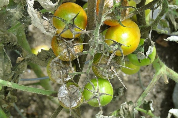 Zaraza ziemniaczana na pomidorach – jak ją rozpoznać, zwalczać i zapobiegać?