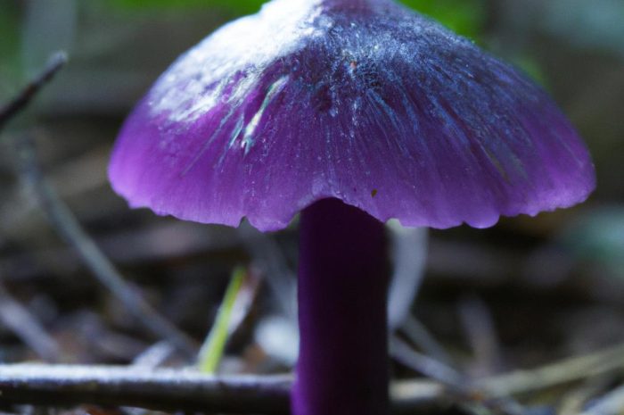 Zasłonak fioletowy (Cortinarius violaceus) – charakterystyka gatunku
