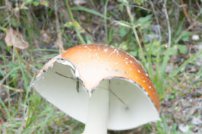 Zasłonak rudy – śmiertelnie trujący grzyb z rodziny zasłonakowatych