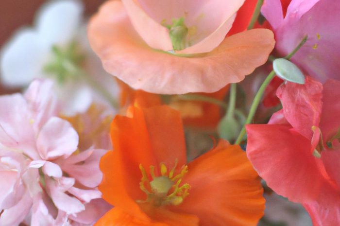 Zastanawiasz się nad tym, czy kwiaty można jeść? Poznaj kwiaty jadalne i dowiedz się, jak można je wykorzystać w kuchni!