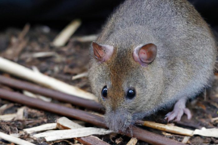 Zastanawiasz się, jak pozbyć się nornic z ogrodu? Dowiedz się, jak zwalczać nornice w ogrodzie i co można wykorzystać!