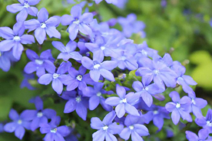 Zatrwian wrębny – uprawa i pielęgnacja w ogrodzie