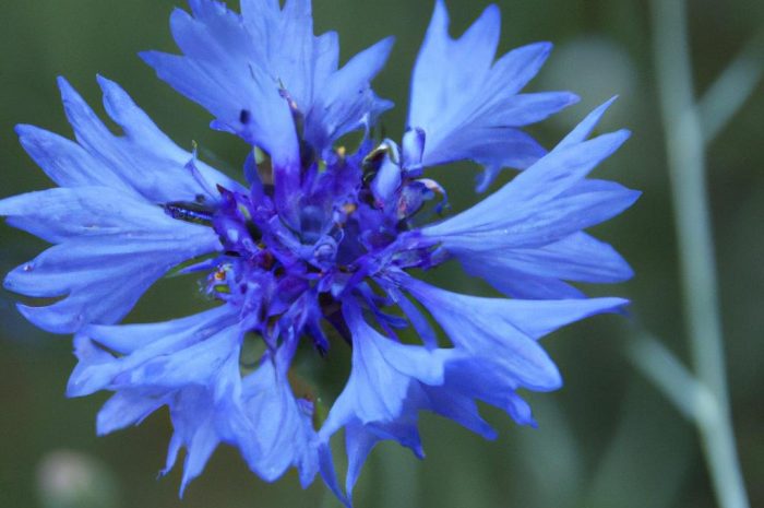 Zatrwiany – co to za kwiaty? Sprawdź, jak wyglądają i jakie gatunki zatrwianów warto znać!