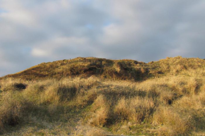 Zawciąg nadmorski – stanowisko, warunki uprawy