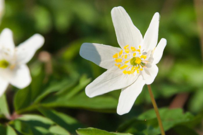 Zawilec gajowy – Anemone nemorosa. Jak ją sadzić, rozmnażać i sadzić?