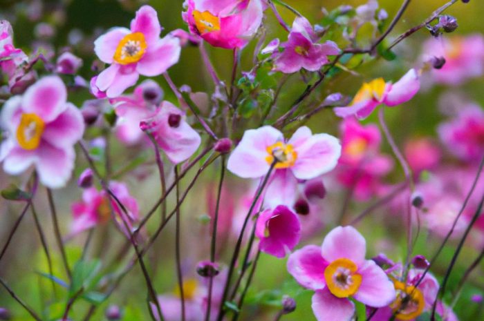 Zawilec japoński – wieloletnia roślina do uprawy w twoim ogrodzie