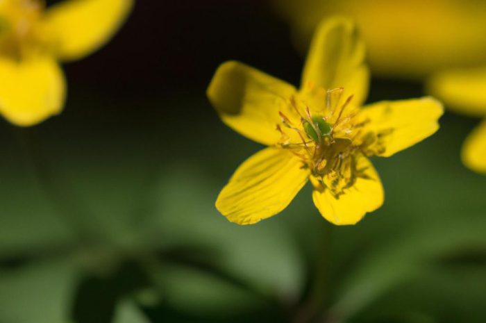 Zawilec żółty (Anemone ranunculoides) – uprawa i wszystko, co musisz wiedzieć